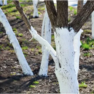 Пръскачка за вар и боя Kwazar VEGA/ 9 л