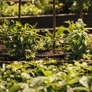 Маркуч за капково поливане Fiskars 1025935/ 15 м